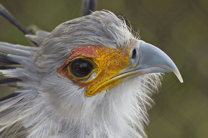 The Secretary Bird 