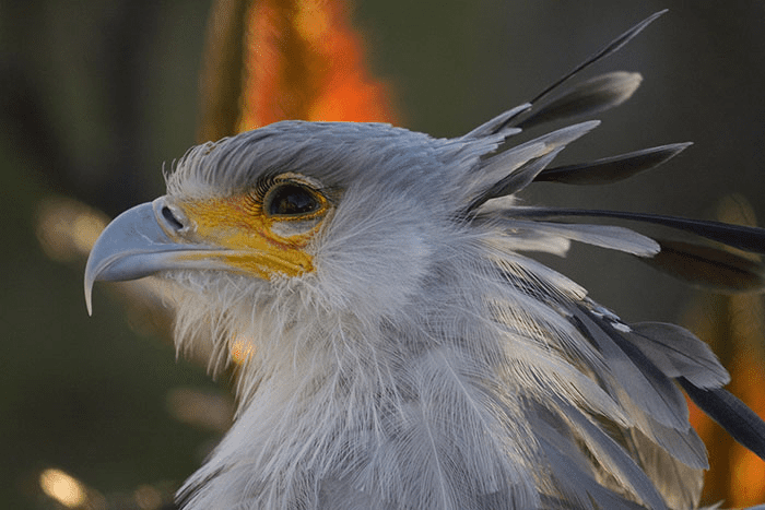 The Secretary Bird 