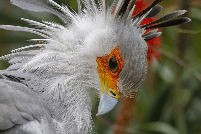 The Secretary Bird 