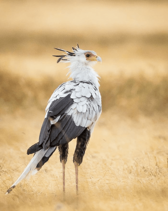 The Secretary Bird 