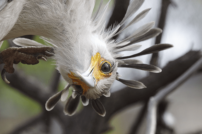 The Secretary Bird 