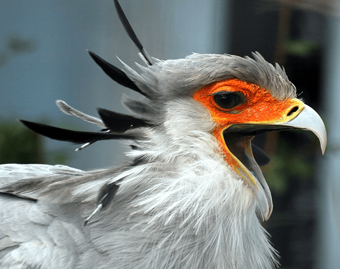 The Secretary Bird 