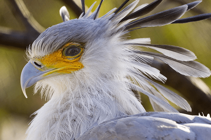 The Secretary Bird 