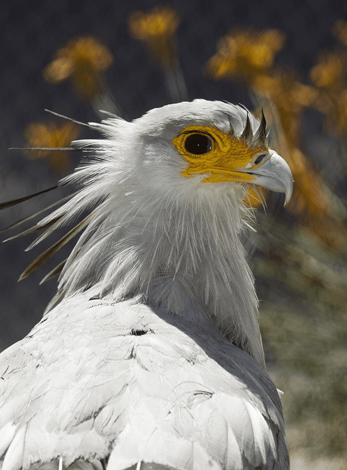 The Secretary Bird 