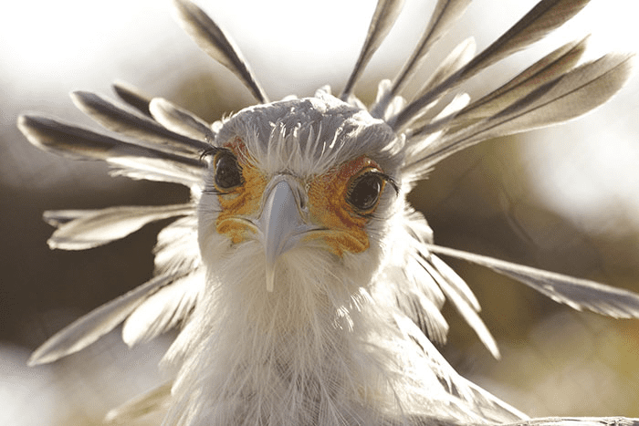 The Secretary Bird 