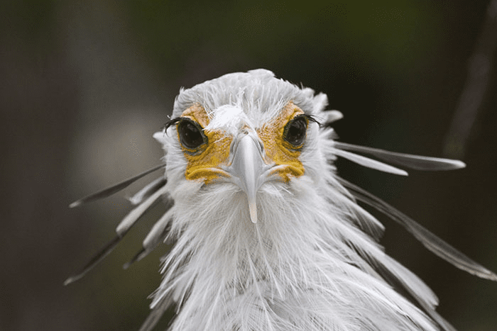 The Secretary Bird 