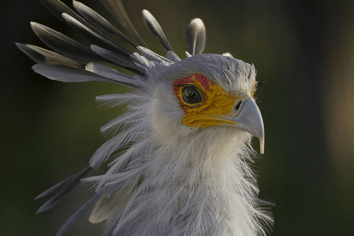 The Secretary Bird 