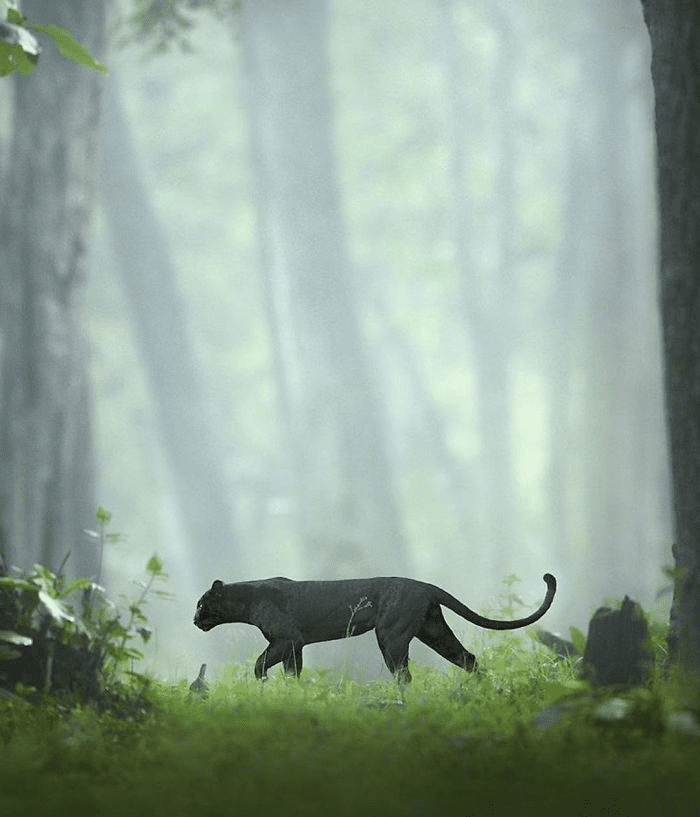 Black Panther