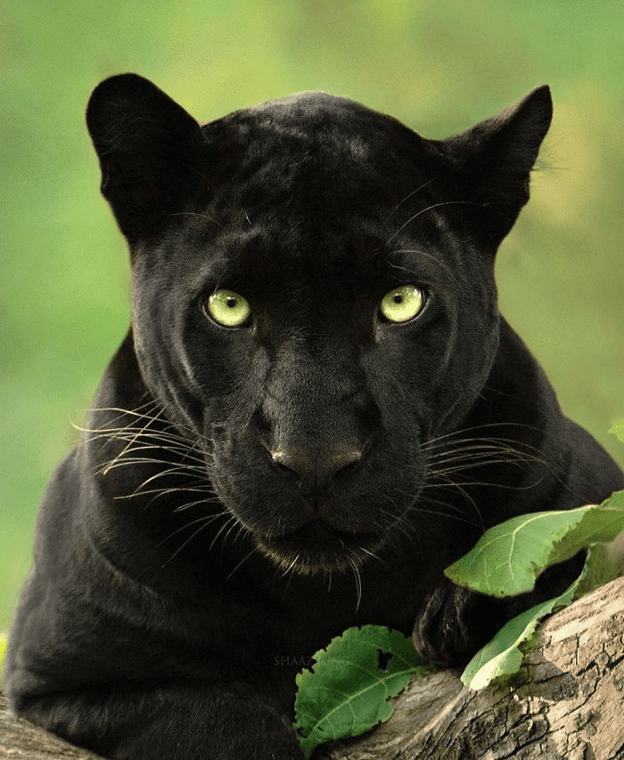 Black Panther