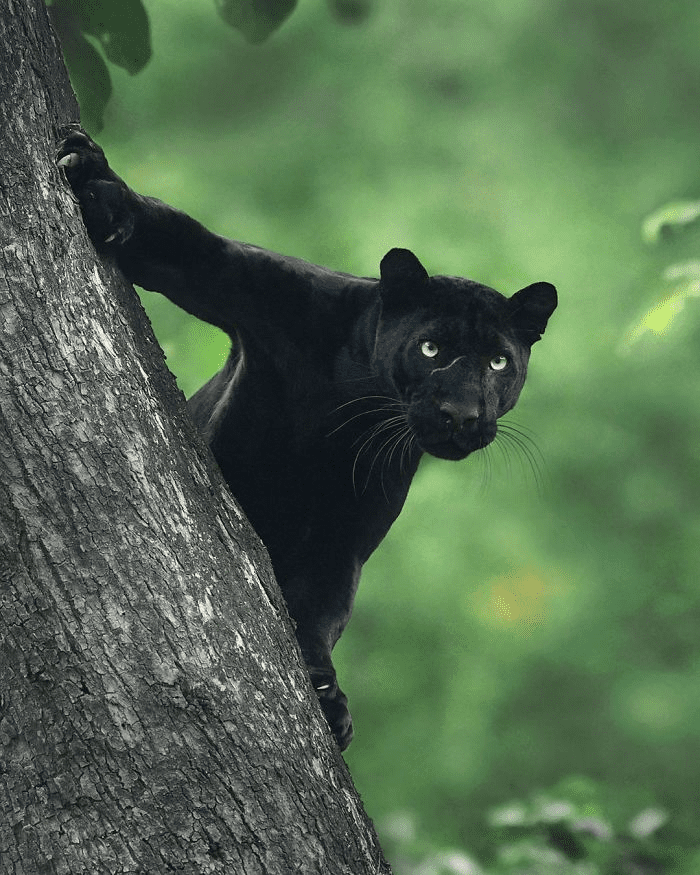 Black Panther