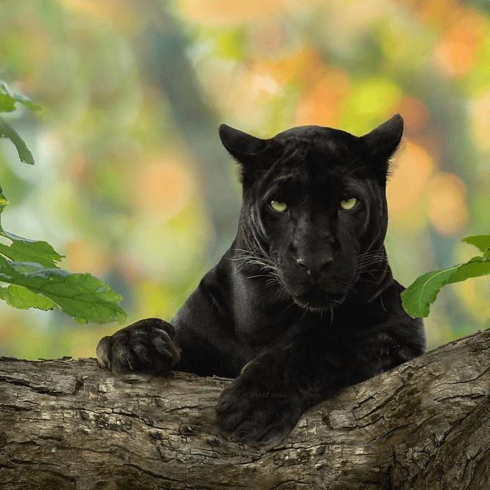 Black Panther