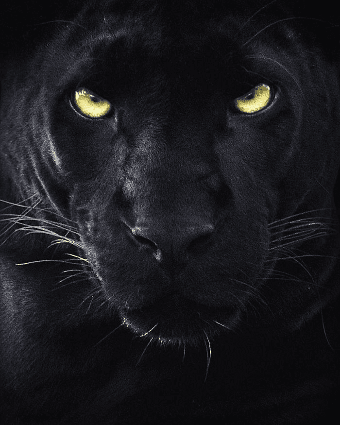 Black Panther