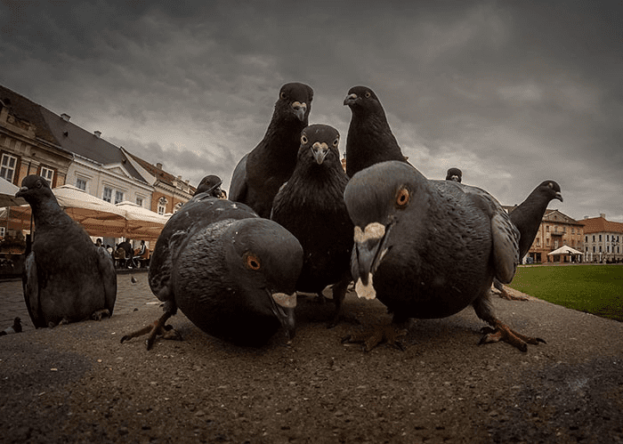 pigeons