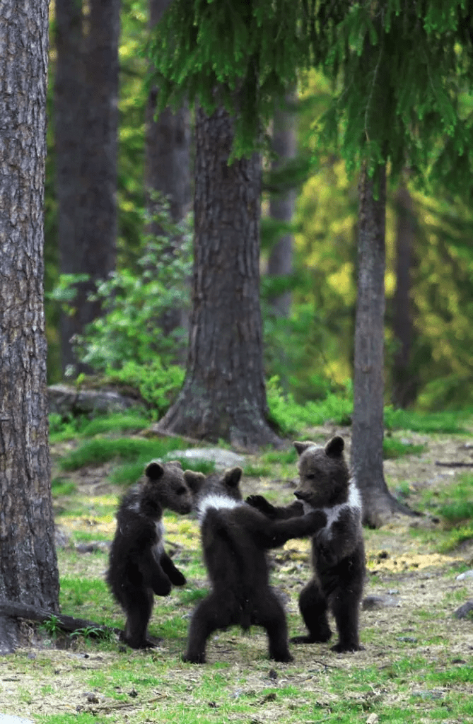 Bear Cubs