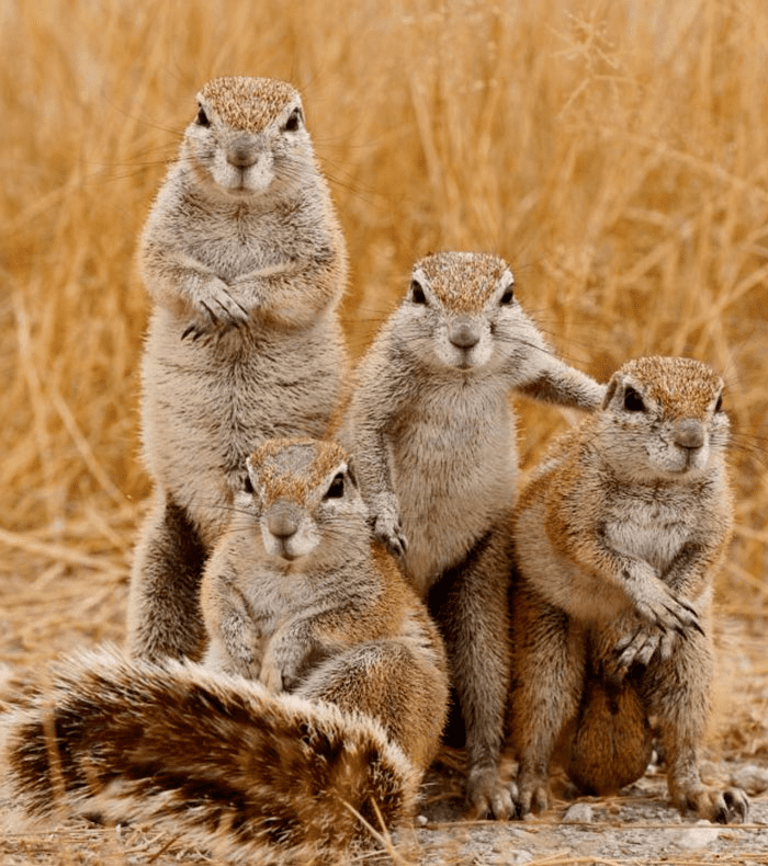 Squirrels