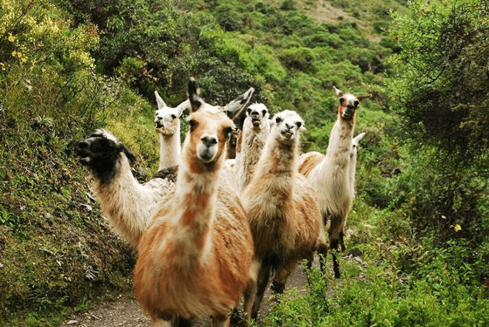 Llamas