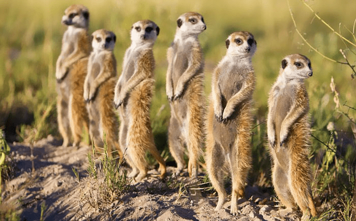 meerkat