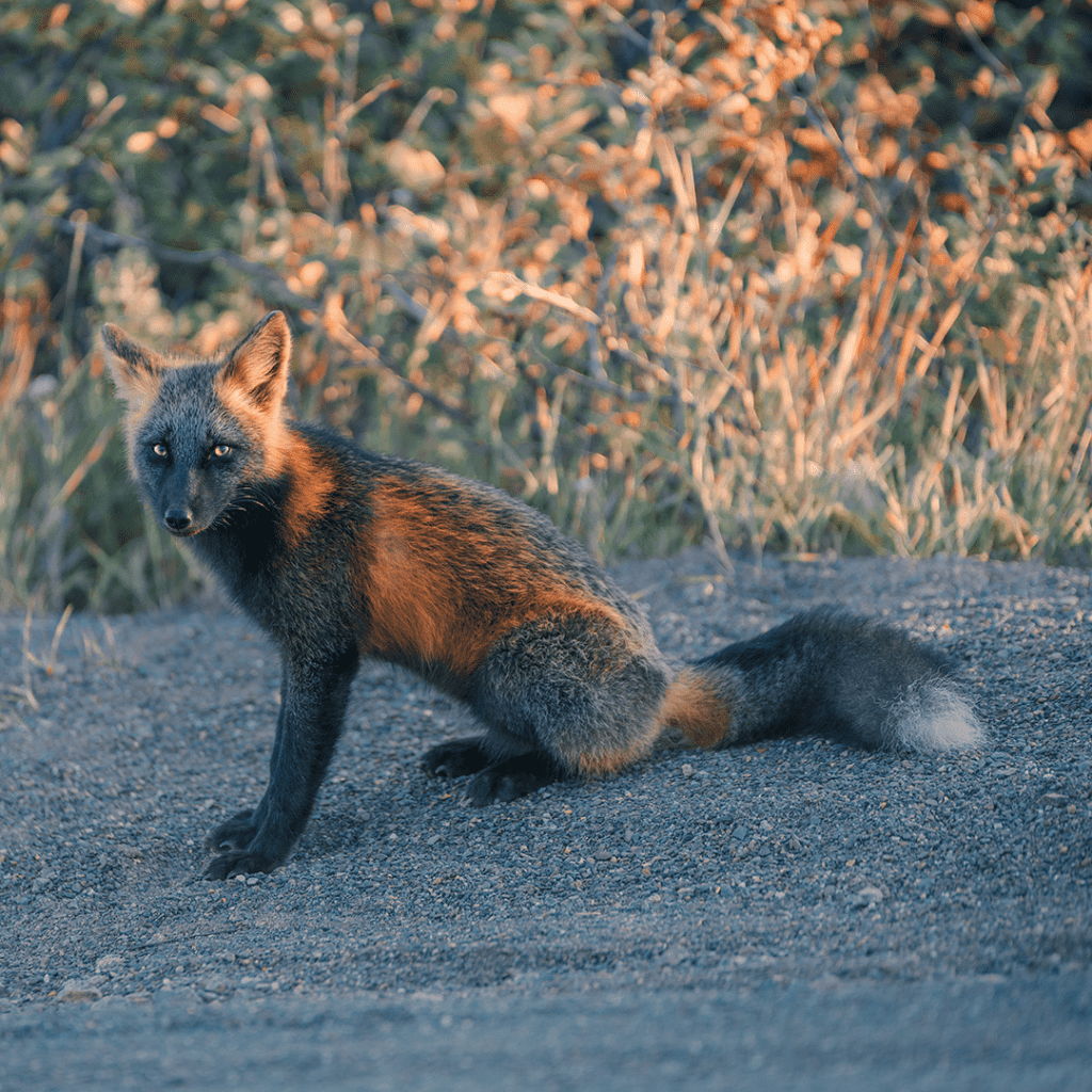 melanistic fox 