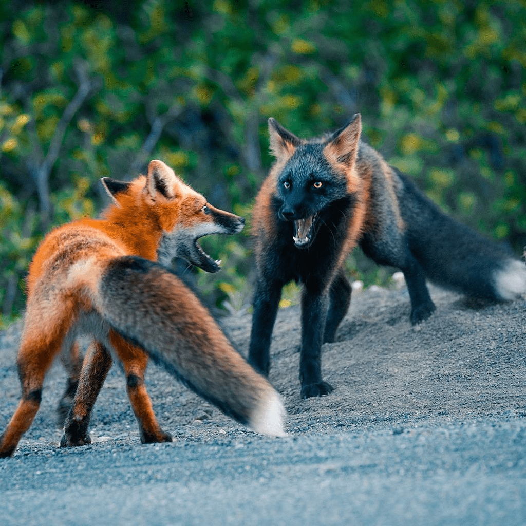 melanistic fox 