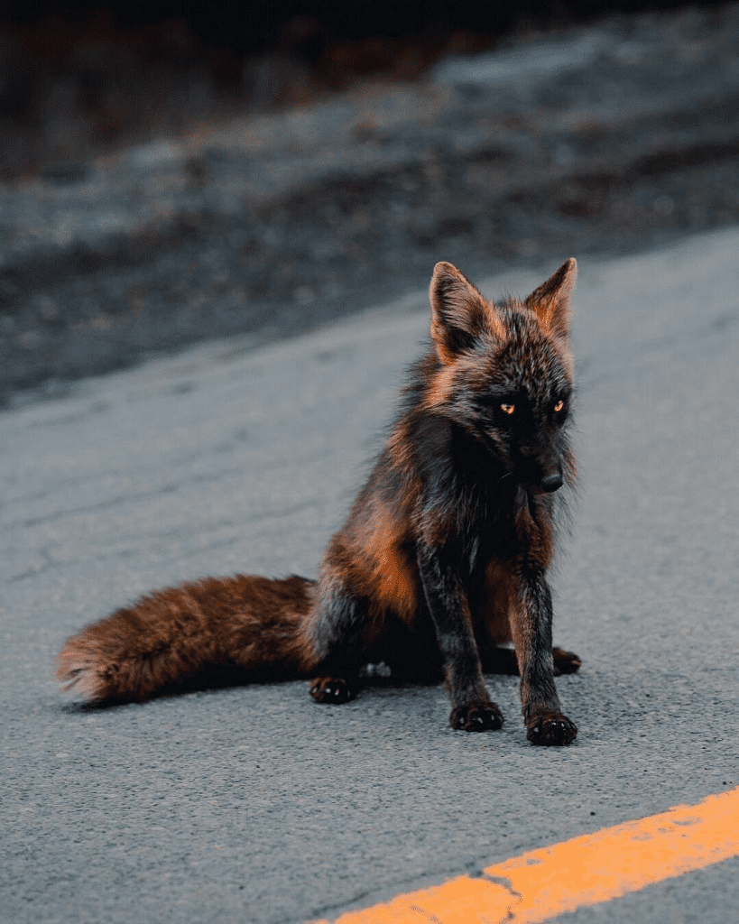 melanistic fox 