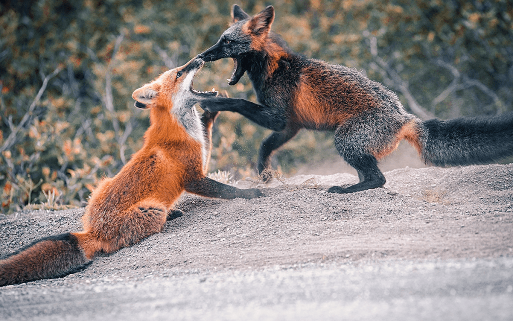 melanistic fox 