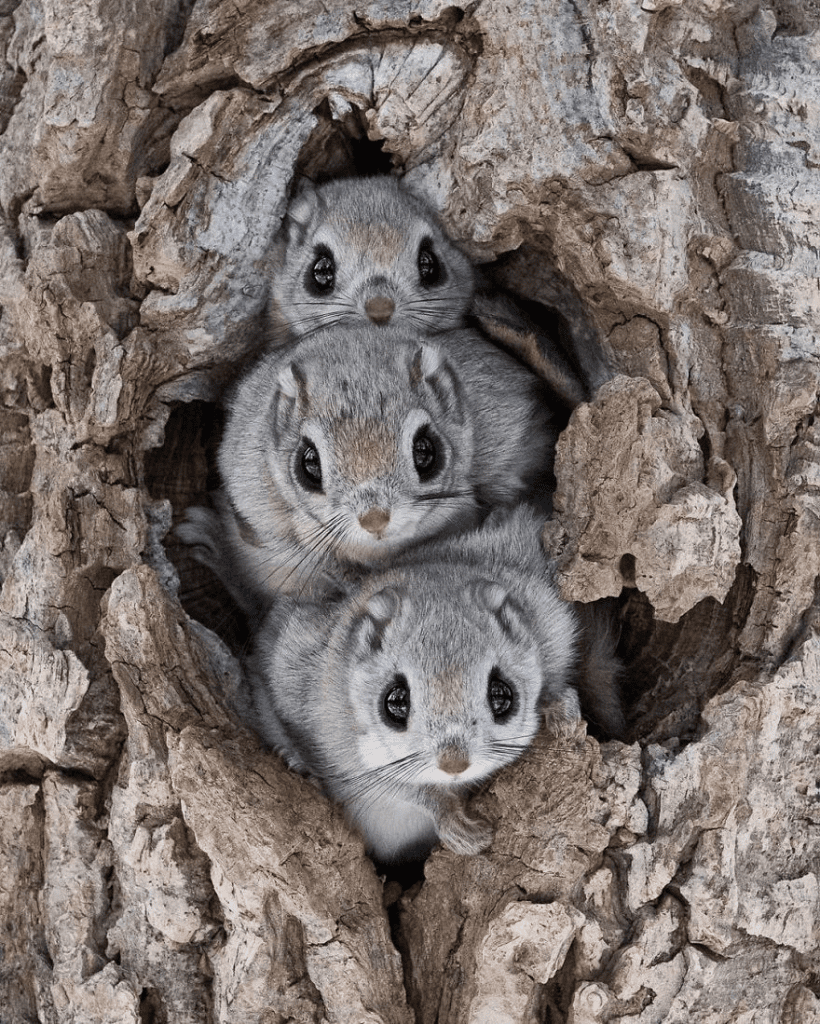 Japanese Dwarf Flying Squirrels