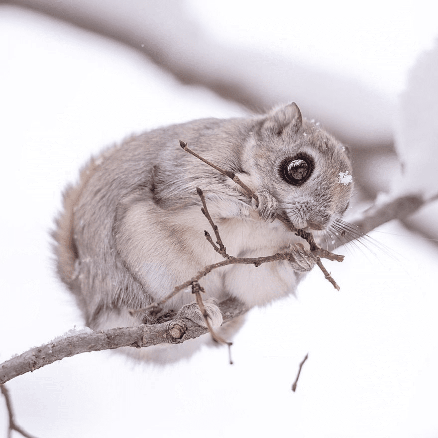 Japanese Dwarf Flying Squirrels