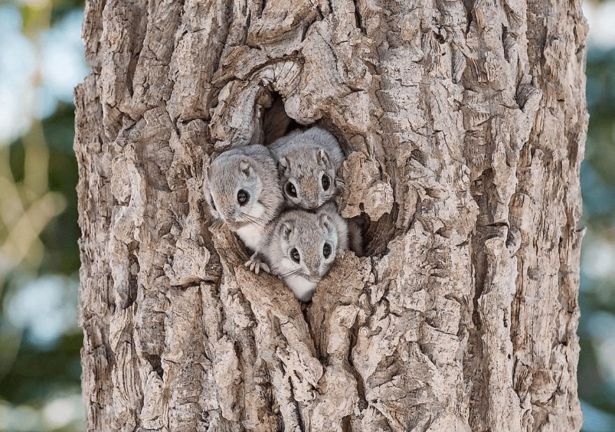 Japanese Dwarf Flying Squirrels