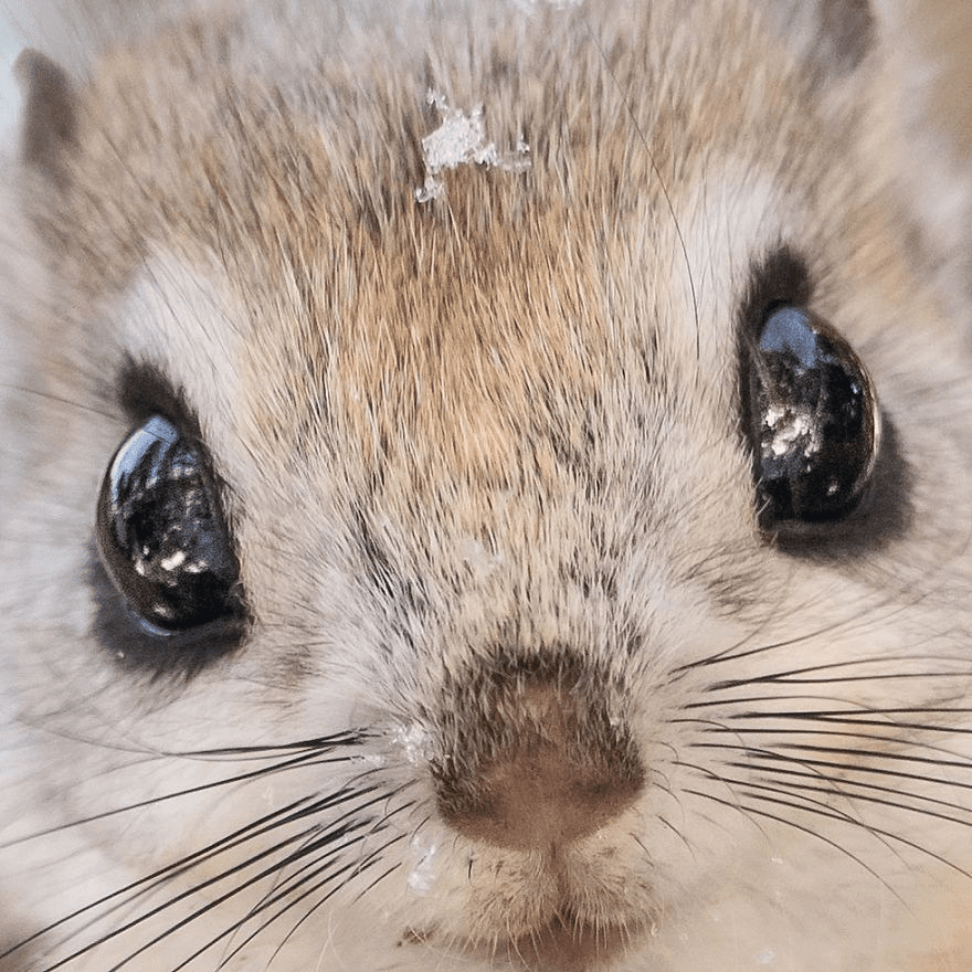 Japanese Dwarf Flying Squirrels