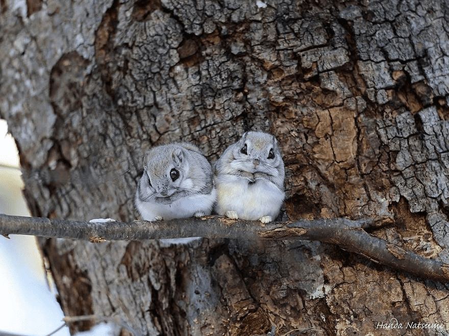 Japanese Dwarf Flying Squirrels