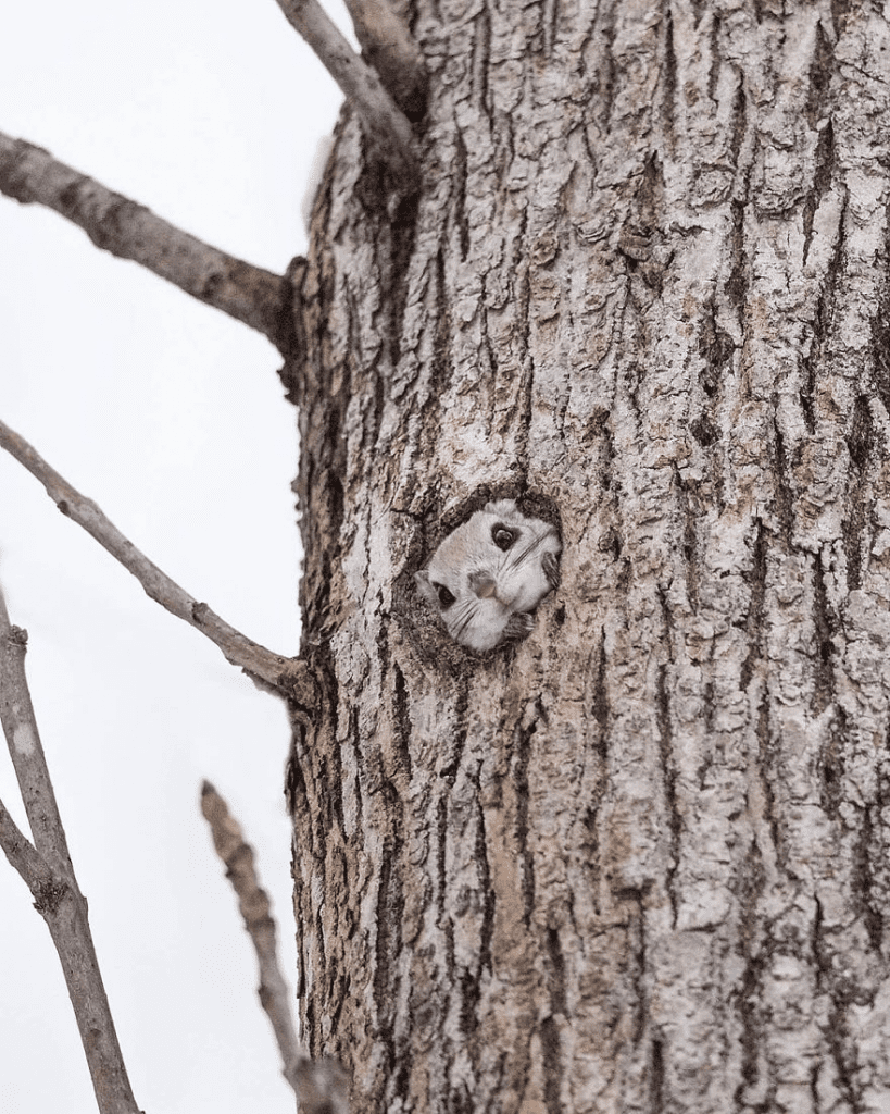 Japanese Dwarf Flying Squirrels