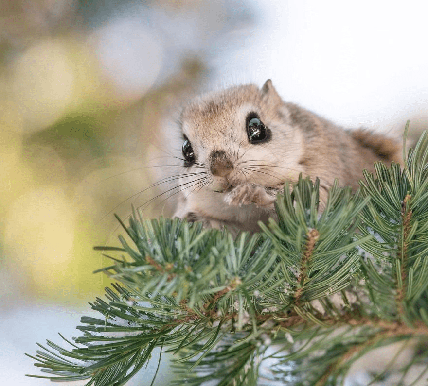 Japanese Dwarf Flying Squirrels