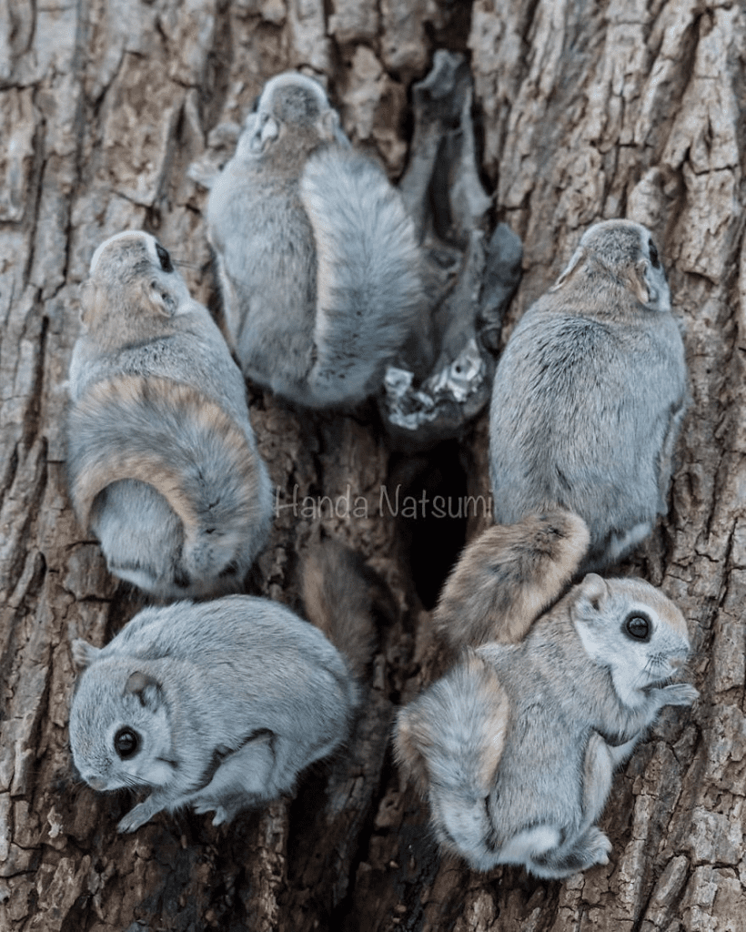 Japanese Dwarf Flying Squirrels