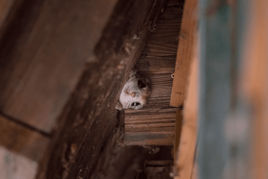 Japanese Dwarf Flying Squirrels