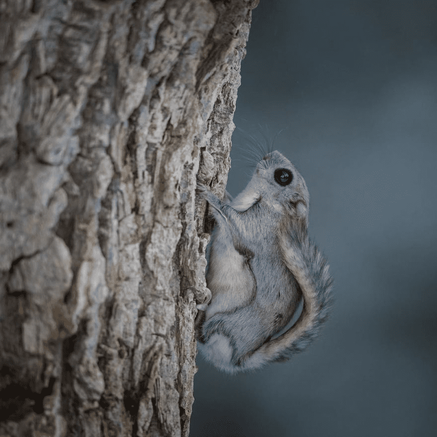 Japanese Dwarf Flying Squirrels