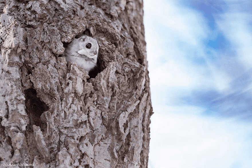 Japanese Dwarf Flying Squirrels