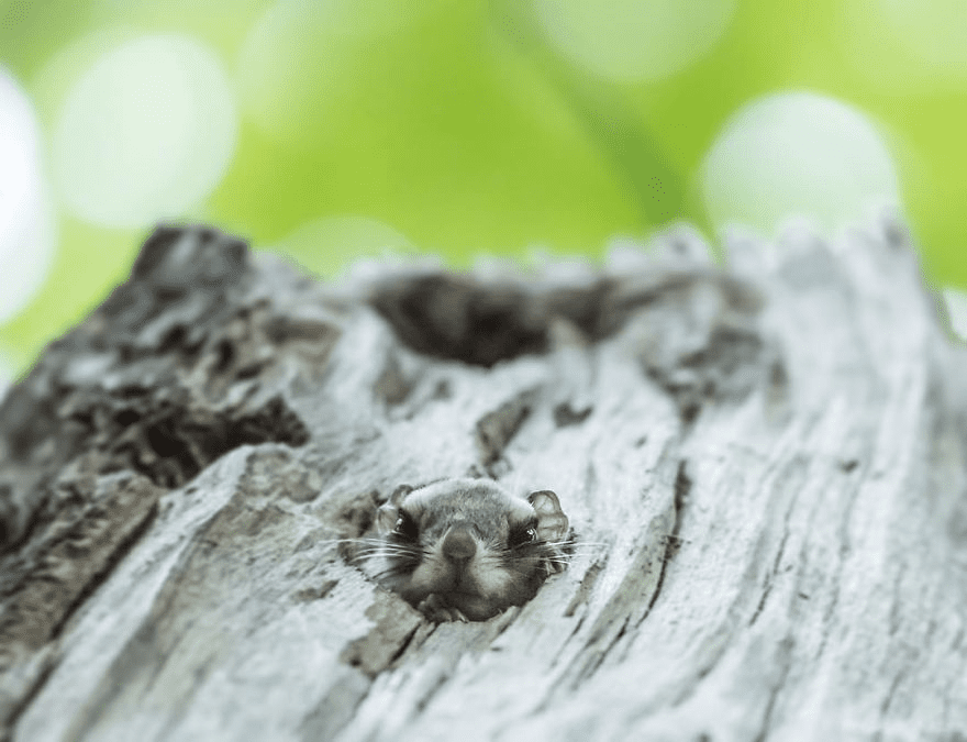 Japanese Dwarf Flying Squirrels