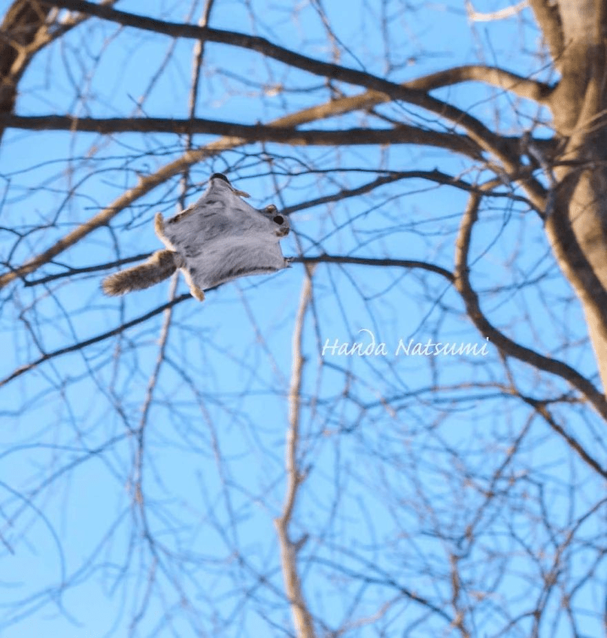 Japanese Dwarf Flying Squirrels