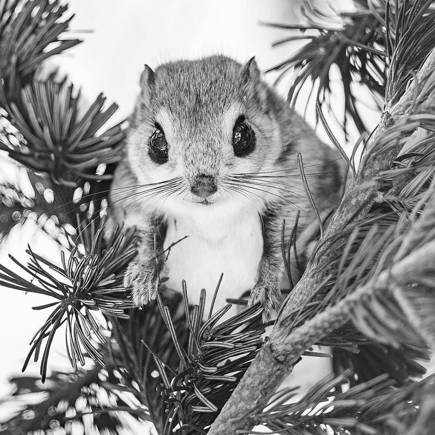 Japanese Dwarf Flying Squirrels