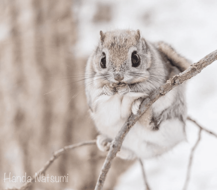 Japanese Dwarf Flying Squirrels