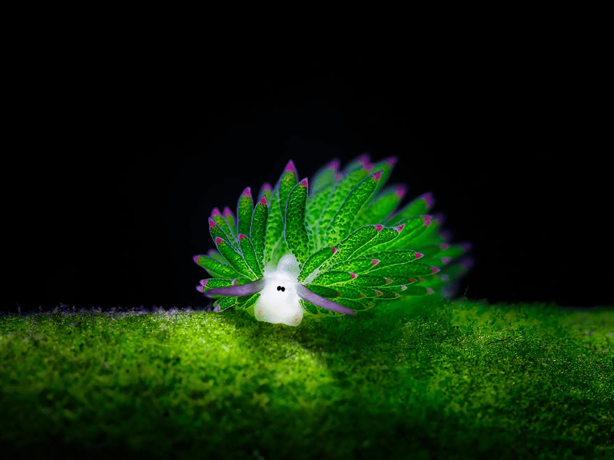 Sea Slug 