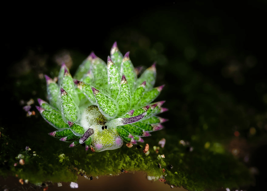 Sea Slug 