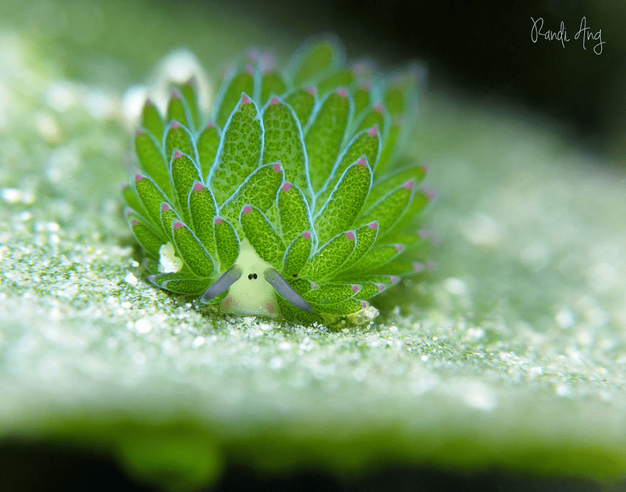 Sea Slug 