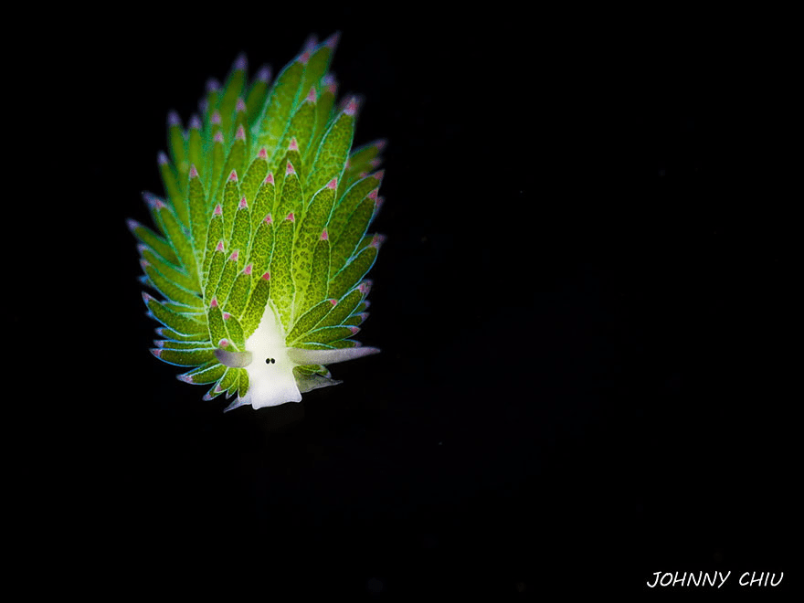 Sea Slug 