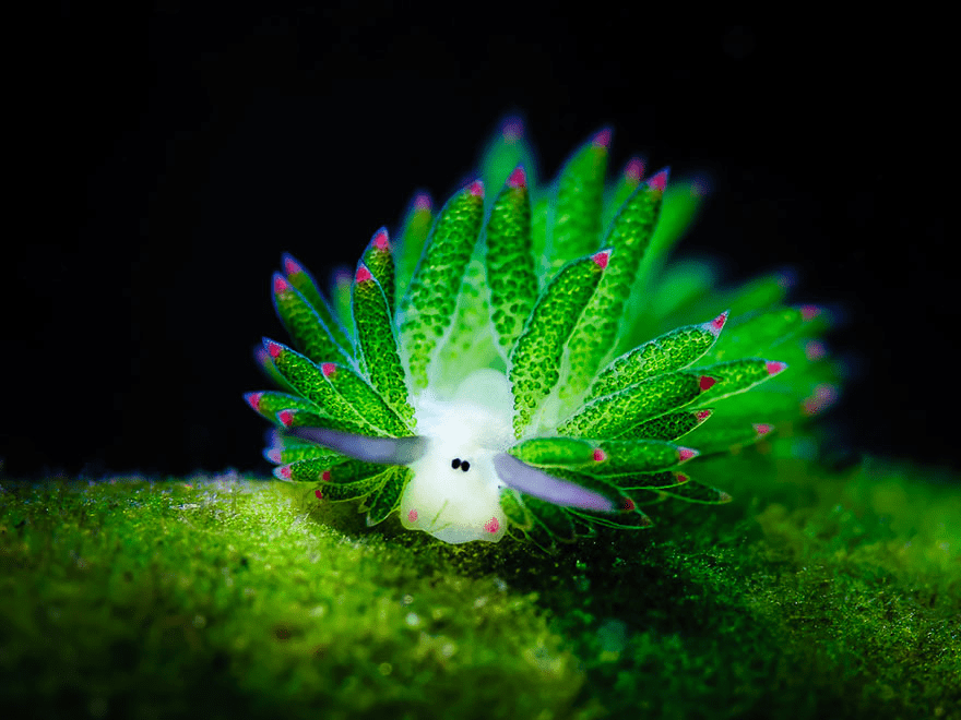 Sea Slug 