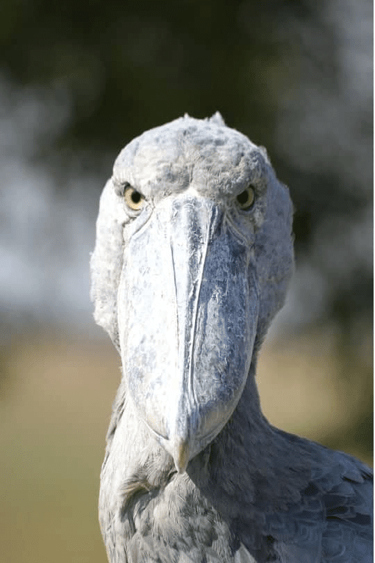 Shoebill Bird 