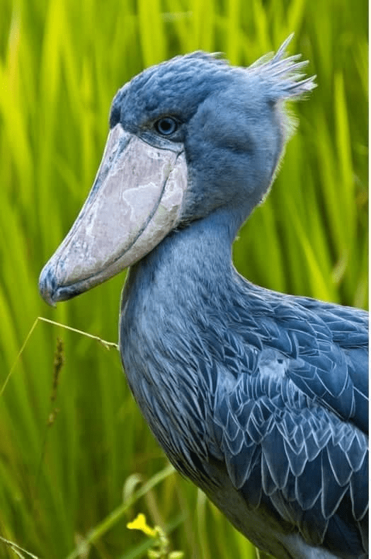 Shoebill Bird 