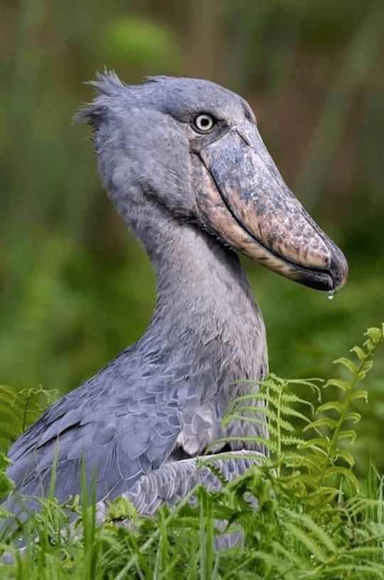 Shoebill Bird 