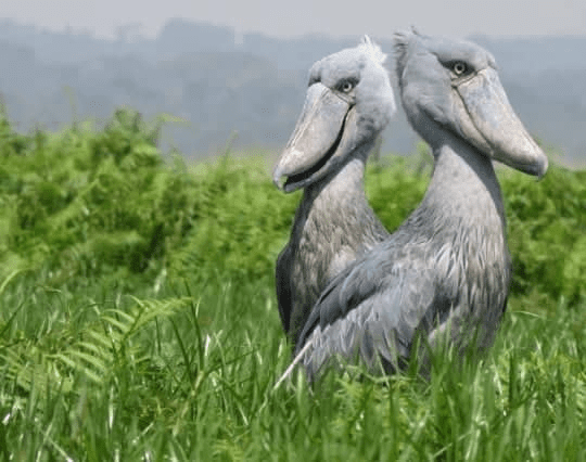 Shoebill Bird 