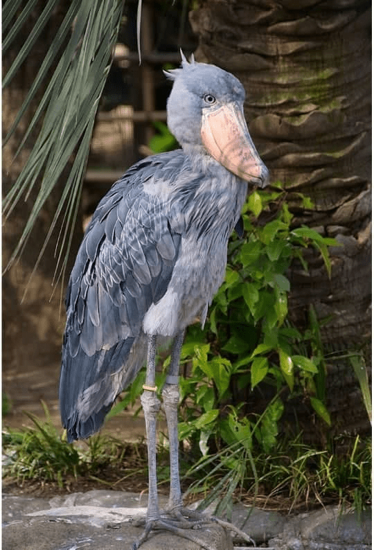 Shoebill Bird 